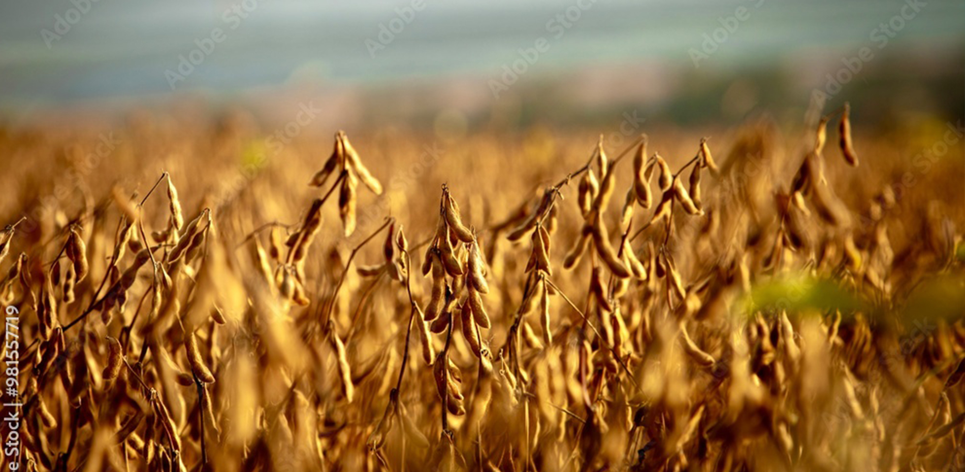 公司产品展示图